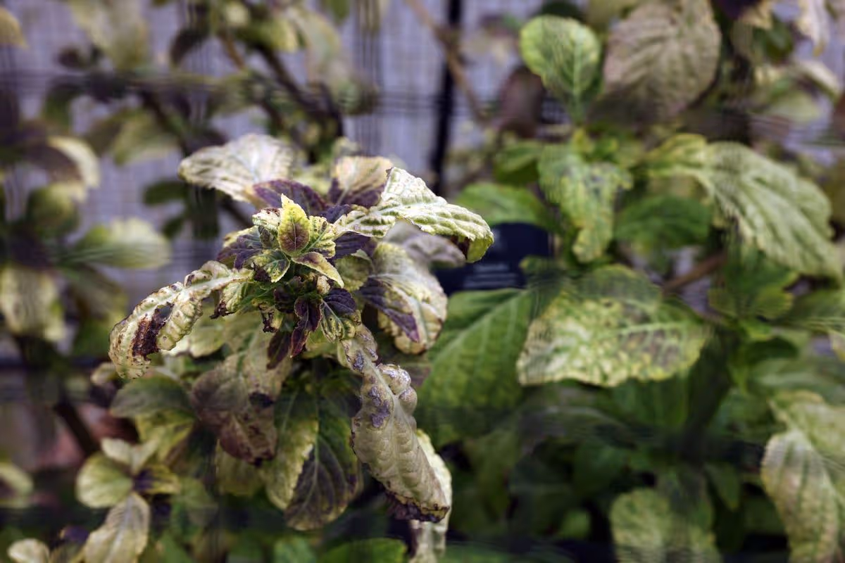 Salvia divinorum in the poisonous garden 
